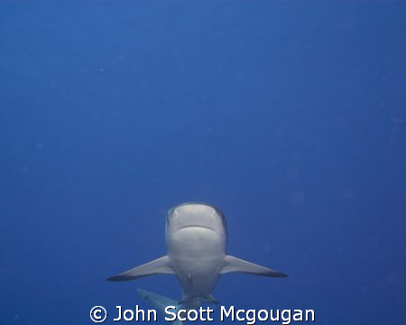 Caribbean Reef Shark makes an approach. by John Scott Mcgougan 