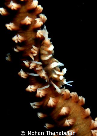 Whip Coral Shrimp. Pic taken at Redang Island, Malaysia by Mohan Thanabalan 