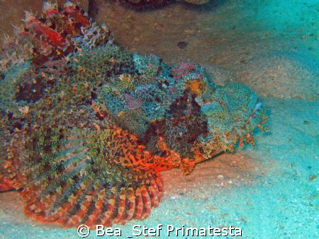 Scorpionfish, (Scorpaenopsis oxycephalus) by Bea & Stef Primatesta 