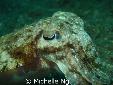 A cute little cuttlefish. I just never get tired of them. by Michelle Ng 