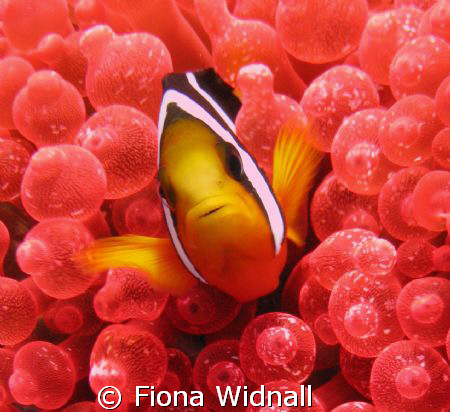 Clownfish in red bubble anenemone at Fung Giri, Lhaviyani... by Fiona Widnall 