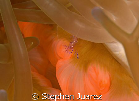 Ceaner shrimp and the mouth of the annenome by Stephen Juarez 