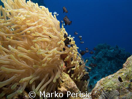 A reef scene of juvenile Three-spot Dascyllus (dascyllus ... by Marko Perisic 