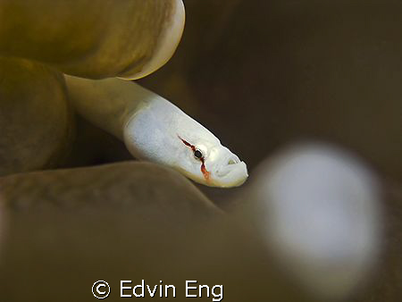 The Lil  White Serpent! Taken in Mabul with Canon G9, Ino... by Edvin Eng 