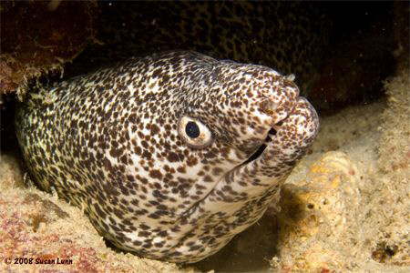 Friendly Spotted Eel. Bonaire, May 2008. Canon 400D, 60mm... by Susan Lunn 