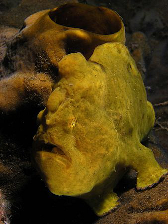 Frogfish, Lembeh by Doug Anderson 