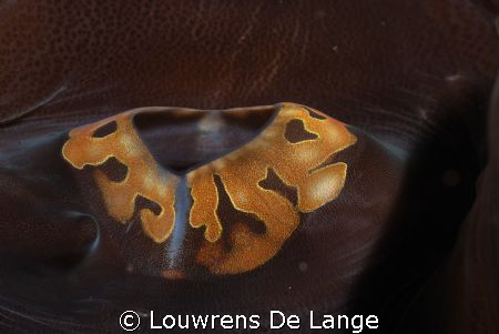 Clam mouth (I hope) by Louwrens De Lange 