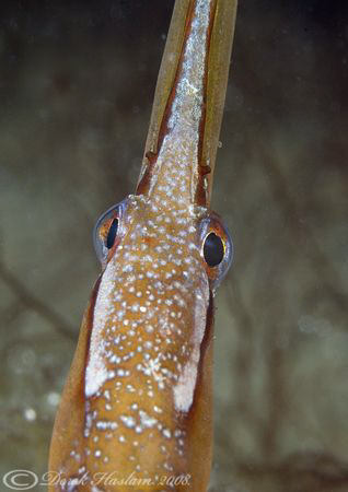 Snake pipefish. North Wales. D200, 60mm. by Derek Haslam 