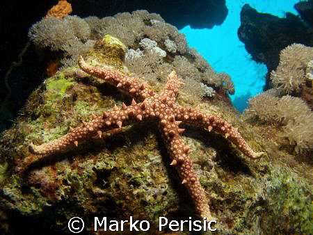 A Thorny Sea Star (fromia nodosa) on a swim through South... by Marko Perisic 