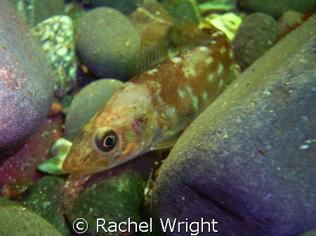 Baby Cod hiding amongst the pepples at Eyemouth by Rachel Wright 