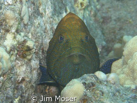 Peacock grouper posing although I got no smile.
Olympus ... by Jim Moser 