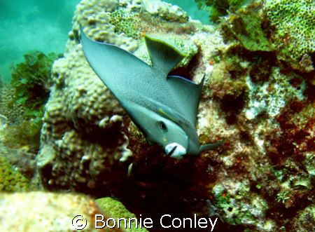 An unusual slant on the Gray Angelfish.  This photo was t... by Bonnie Conley 