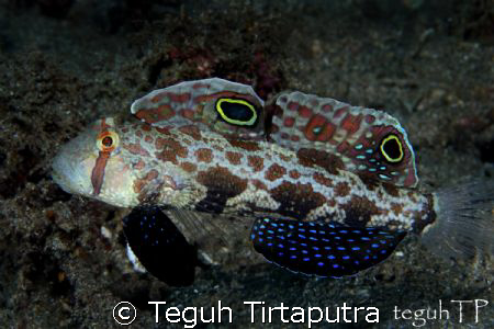 Twinspot goby...fully extending its fins...captured using... by Teguh Tirtaputra 