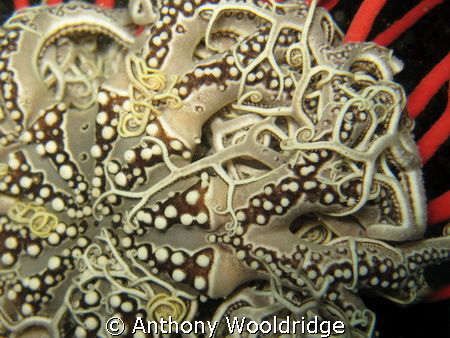 A close up of a basket star, taken at Chelsea North in Po... by Anthony Wooldridge 