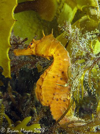 A shy and well camouflaged Sea Horse (Hippocampus abdomin... by Brian Mayes 