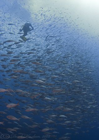 Fish soup. Darwin island. Galapagos. S5 PRO, 10.5mm. by Derek Haslam 