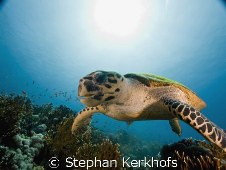 hawksbill turtle (eretmochelys imbricata) taken in Tiran. by Stephan Kerkhofs 