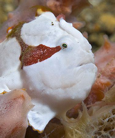 Juvenile Painted Frogfish, about 2 cm.  Secret Bay, Anilao. by Jim Chambers 