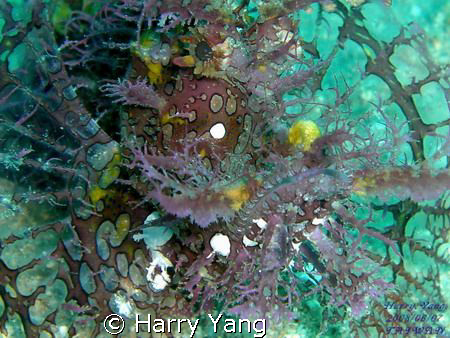  Lacy Scorpionfish(Rhinopias aphanes).

Casio EX-Z1000.... by Harry Yang 