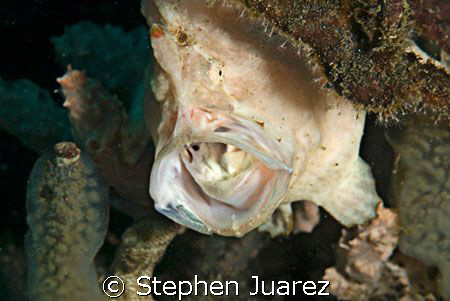 Huge mouth on this frog fish by Stephen Juarez 