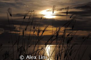 Grassy sillohuete against sunset of the South China Sea by Alex Lim 