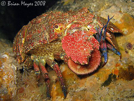 A colourful Spanish lobster (Arctites antipodum) doing it... by Brian Mayes 