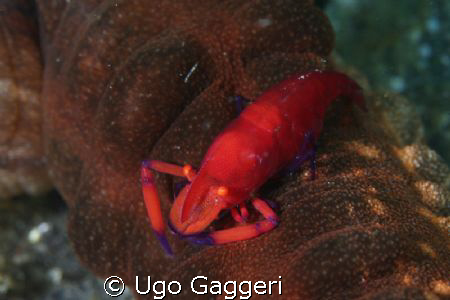 Another "passenger" for a sea cocumber. Lembeh Streit. by Ugo Gaggeri 