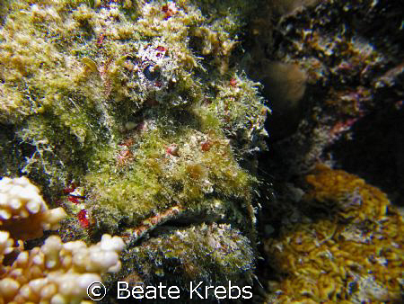 Stonefish  "Don Petro"   Housereef at  ElQuseir , Canon S70 by Beate Krebs 