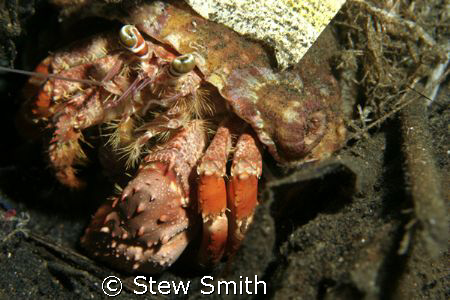 hermit crab on a night dive. 60mm macro 350D sea and sea ... by Stew Smith 