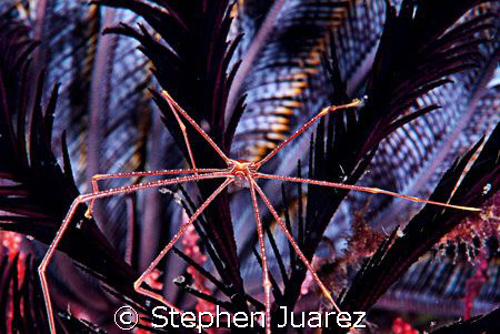Spider Crab, Lembeh Strait home of so many great muck dives! by Stephen Juarez 
