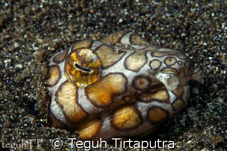 Snake eel, Canon EOS 400D with Sea and sea housing and st... by Teguh Tirtaputra 