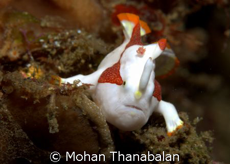 Steady now! Clown Frogfish, taken @ Lembeh, Indonesia.  by Mohan Thanabalan 
