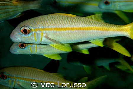 Fish by Vito Lorusso 