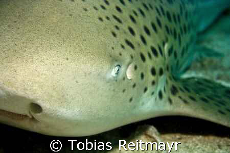 Leopard shark in Bida Nok, Phi Phi Islands, Canon EOS 350... by Tobias Reitmayr 