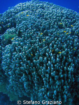 porites corals by Stefano Graziano 
