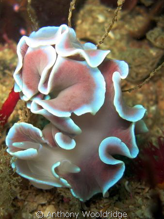 Leminda millecra taken at Gasmic Reef, Port Elizabeth, du... by Anthony Wooldridge 