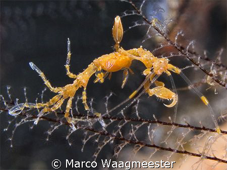Yellow Skeleton Shrimp
(Canon G9 / Inon D2000) by Marco Waagmeester 