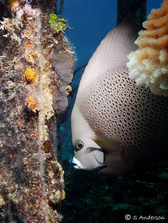 This Grey Angelfish was hunting and pecking on algae whic... by Steven Anderson 