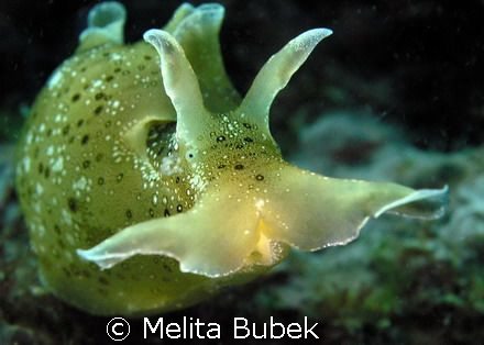 Slug Aplysia punctata//f 7,1, 1/60s // June 08, Fiesa, Sl... by Melita Bubek 