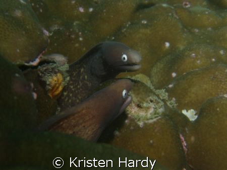 wide eyed morays having a chat

- the sock puppets of t... by Kristen Hardy 