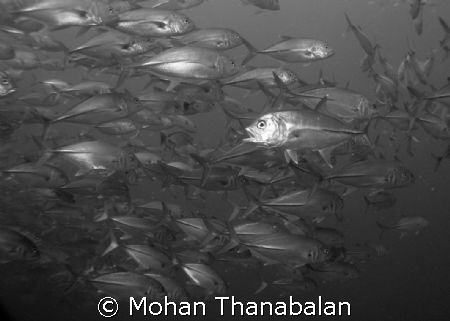 Help! I'm Lost! School of Jacks, pic taken at Temple of S... by Mohan Thanabalan 