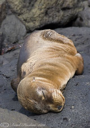 It's a hard life! Galapagos. S5 PRO. 18-200mm. by Derek Haslam 