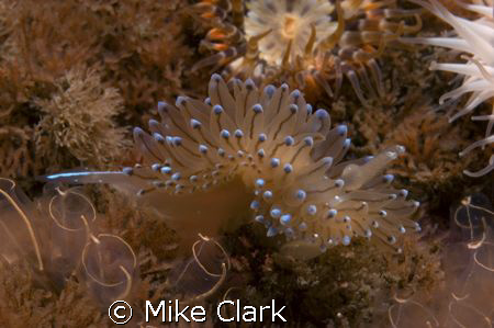 Blue Nudibranch sliding through the lightbulb tunicades. by Mike Clark 