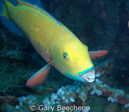 Parrot fish by Gary Beecheno 