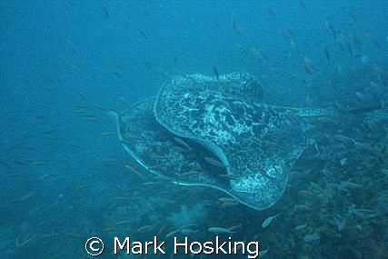 Two huge marble rays mating. Taken on the S.S Yongala. by Mark Hosking 