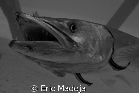 Big teeth rule /
This Barracuda had the luxury of not on... by Eric Madeja 
