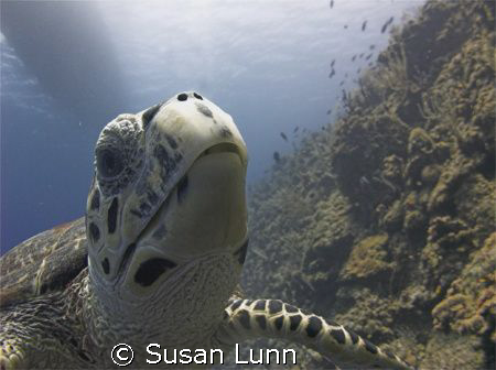 Very friendly turtle. Was practicing wide-angle natural l... by Susan Lunn 