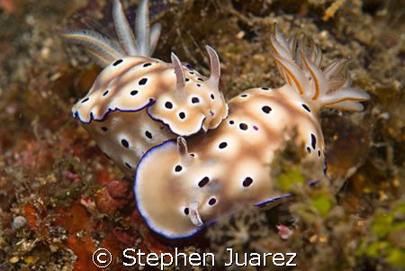 2 nudi's , nudi falls great dive for many nudibranchs on ... by Stephen Juarez 