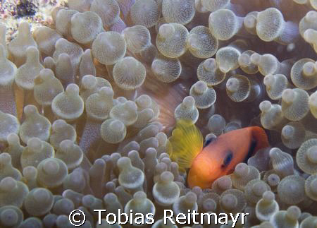 Tomato anemonefish in bulb anemone, Bida Nok, Phi Phi Isl... by Tobias Reitmayr 