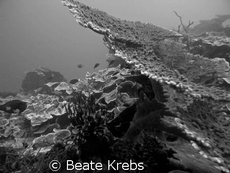 Reef in black and white, Canon S70  by Beate Krebs 